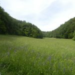 Waldlichtung