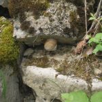 Schnecke zwischen Steinen